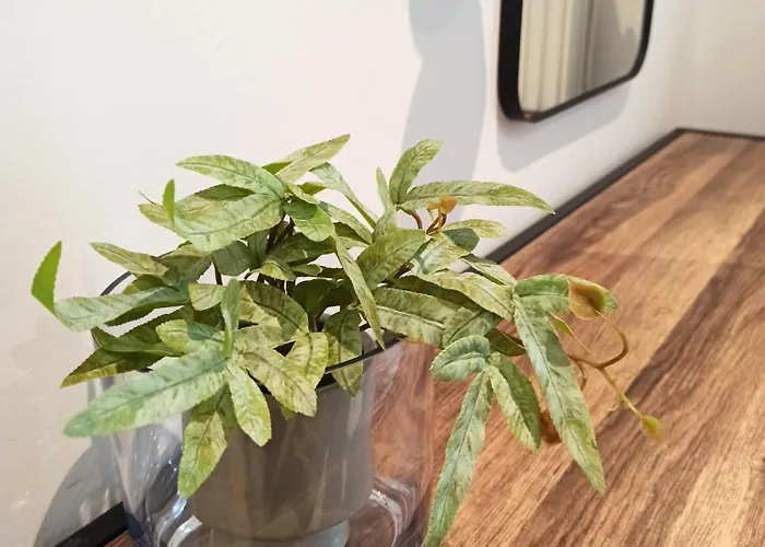 Sodi Cozy 卡尔季察